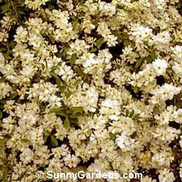 Exochorda x macrantha, Pealbush