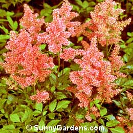 Astilbe, Astilbe, Meadow Sweet
