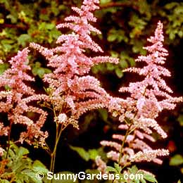 Astilbe, False Spiraea, Astilbe x arendsii 'Cattleya', Meadow Sweet