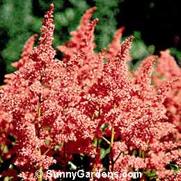 Astilbe x, Pink Astilbe, Meadow Sweet