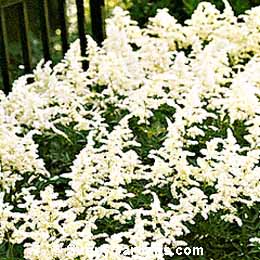 Astilbe x, White Astilbe, Meadow Sweet