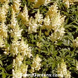 Astilbe, Weisse Gloria Astilbe, Astilbe x arendsii 'White Gloria', Meadow Sweet