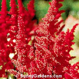 Astilbe x arendsii, False Spiraea, Meadow Sweet