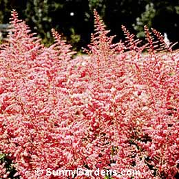 Astilbe x arendsii, False Spiraea, Meadow Sweet