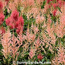 Astilbe x arendsii, False Spiraea, Meadow Sweet