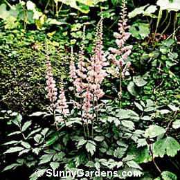 Astilbe chinensis, Dwarf Chinese Astilbe, Meadow Sweet