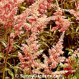 Astilbe x rosea, Pink Astilbe, Spiraea Peach Blossom Rosea, Astilbe rosea, Meadow Sweet