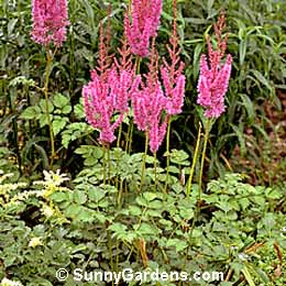 Astilbe taquetii, Fall Astilbe, Meadow Sweet