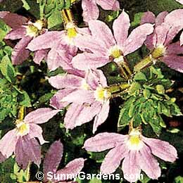 Scaevola, Fan Flower