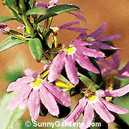 Scaevola aemula, Fan Flower