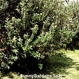 Feijoa sellowiana, Guava Pineapple