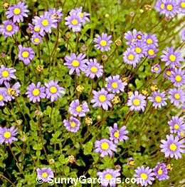 Felicia amelloides, Blue Daisy, Blue Marguerite, Felicia aethiopica
