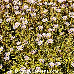 Felicia bergerana, Kingfisher Daisy