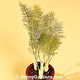 Foeniculum vulgare, Common Fennel