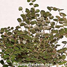 Pellaea rotundifolia, Button Fern