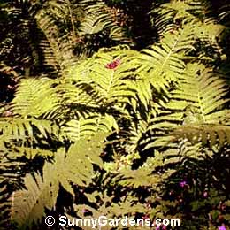 Matteuccia struthiopteris, Ostrich Fern