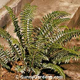 Polystichum acrostichoides, Christmas Fern