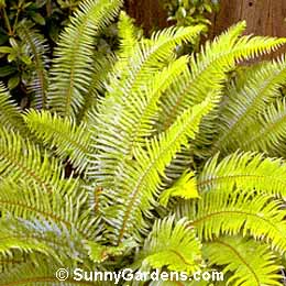 Polystichum munitum, Western Sword Fern