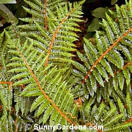 Polystichum polyblepharum, Japanese Lace Fern, Tassel, Polystichum setosum