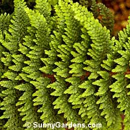 Polystichum setiferum, Soft-Shield Fern