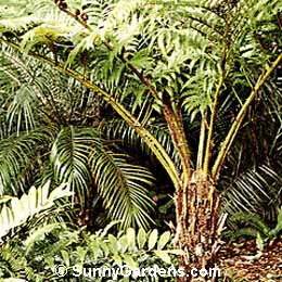 Cyathea australis, Australian Tree Fern, Cyathea cooperi, Alsophila