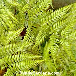 Dryopteris erythrosora, Wood Fern, Shield Fern