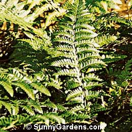 Dryopteris filix-mas, Male Fern, Shield Fern