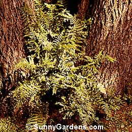 Dryopteris filix-mas cristata, Crested Male Fern, Shield Fern