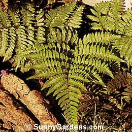Dryopteris marginalis, Leather Wood Fern, Marginal Shield Fern, Shield Fern