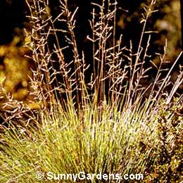 Festuca californica, California Fescue