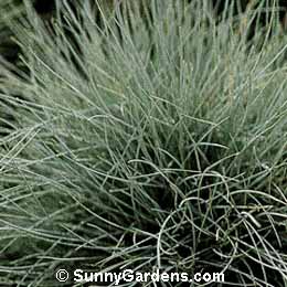 Festuca ovina, Sheep's Fescue, Festuca cinerea