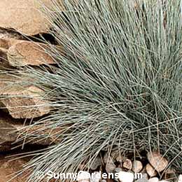 Festuca ovina glauca, Blue Fescue, Festuca cinerea