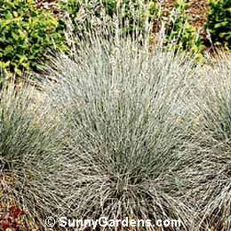 Festuca ovina glauca, Festuca cinerea