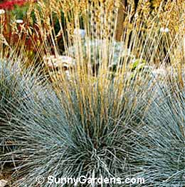 Festuca rubra rubra, Red Fescue
