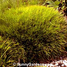 Festuca scoparia, Bearskin Fescue, Festuca gautieri scoparia