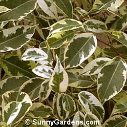 Ficus benjamina, Weeping Chinese Banyan, Weeping Fig, Java Tree