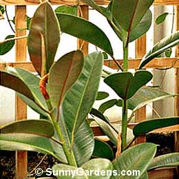 Ficus elastica, Braided Ficus, Rubber Plant