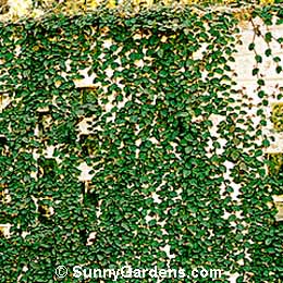 Ficus pumila, Creeping Fig, Climbing Fig