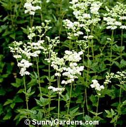 Filipendula ulmaria, Meadowsweet, Spiraea ulmaria, Dropwort