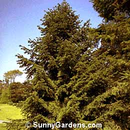 Abies alba, European Silver Fir, Silver Fir