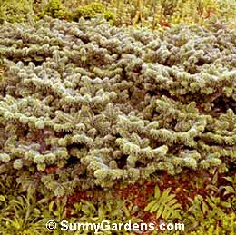 Abies balsamea, Dwarf Balsam Fir