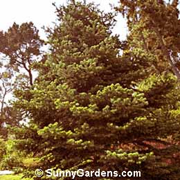 Abies bornmuelleriana, Turkey Fir, Bournmuller's Fir