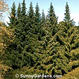 Abies bracteata, Santa Lucia Fir, Bristlecone Fir, Abies venusta