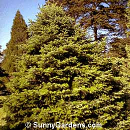 Abies cilicica, Cilician Fir