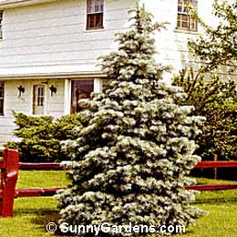 Abies concolor, White Fir