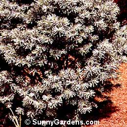 Abies concolor, Dwarf Colorado Fir