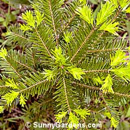 Abies grandis, Grand Fir, Lowland Fir