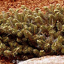 Abies koreana, Korean Fir