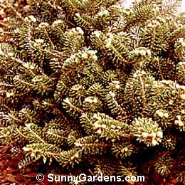 Abies koreana, Korean Prostrate Fir