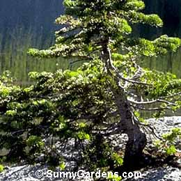 Abies lasiocarpa, Alpine Fir